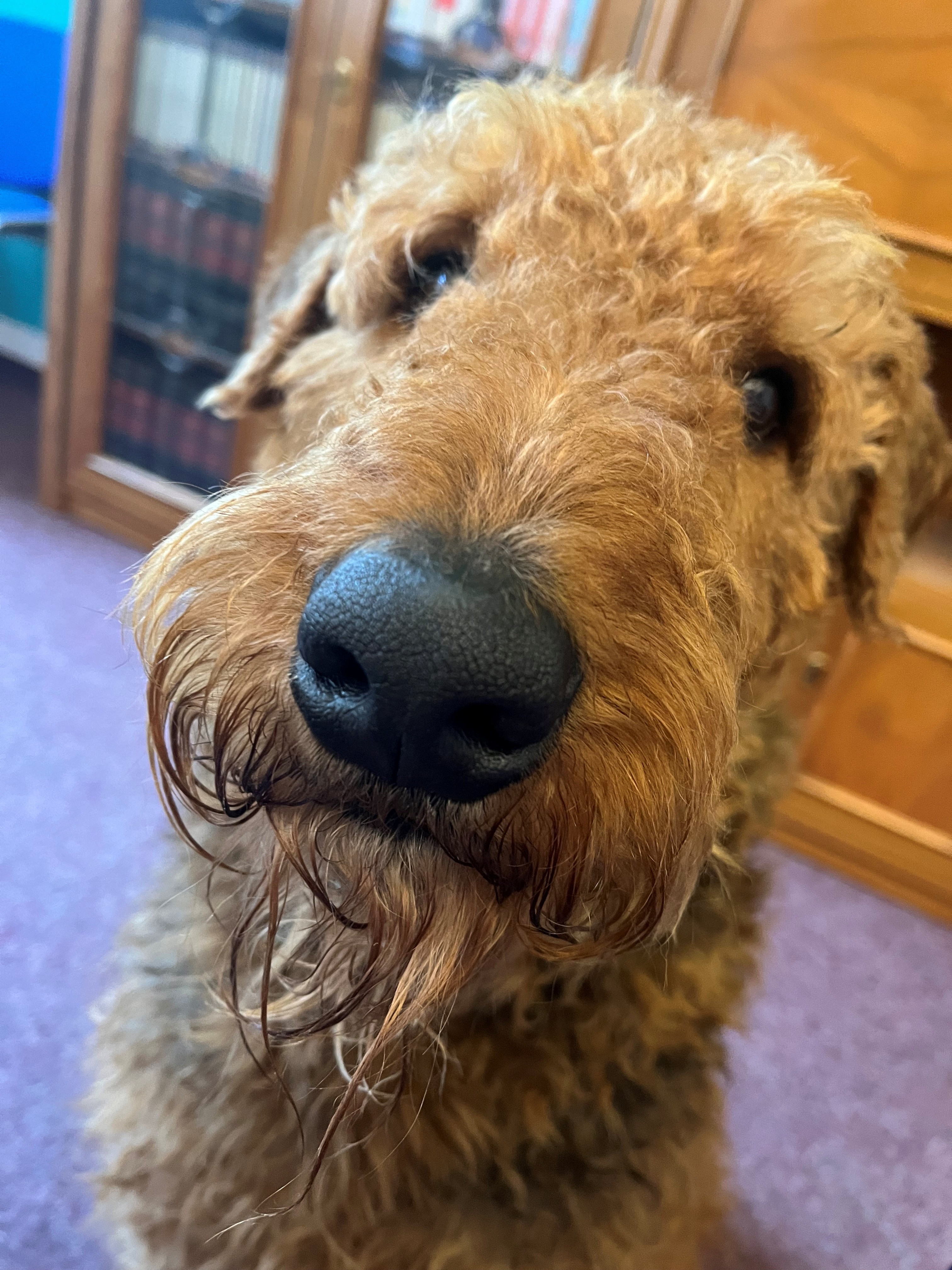 Bürohund der Schuldnerberatung Chemnitz